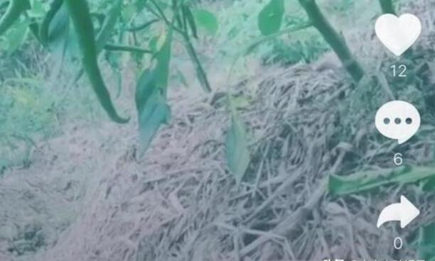 抖音动态锁屏怎么设置 抖音动态锁屏怎么设置