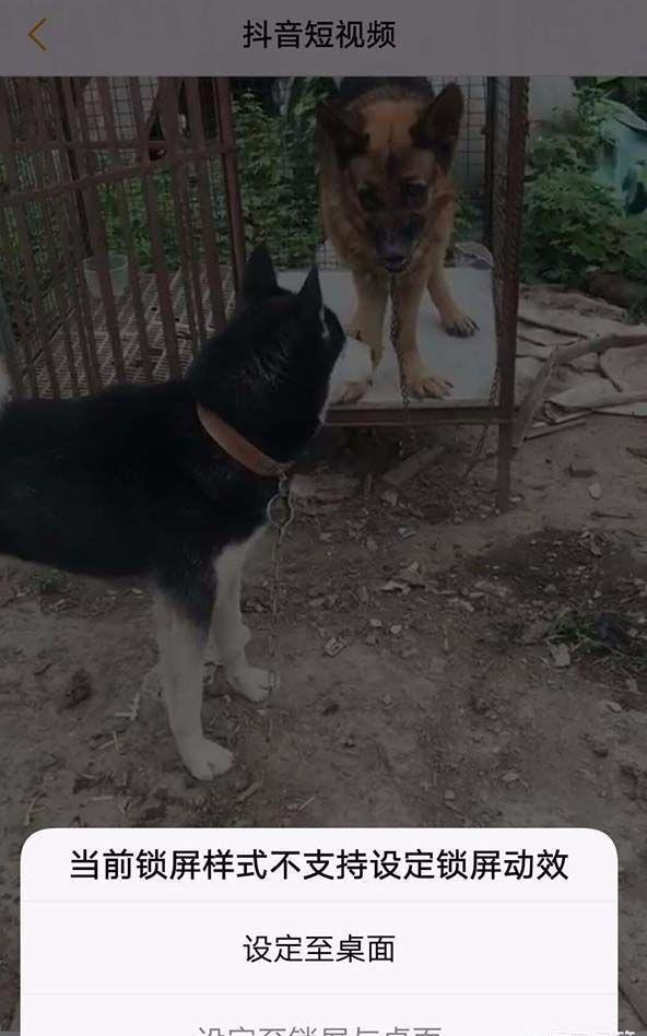 抖音怎么设置动态壁纸