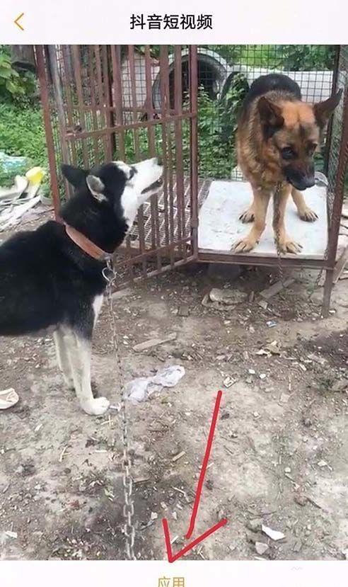 抖音怎么设置动态壁纸