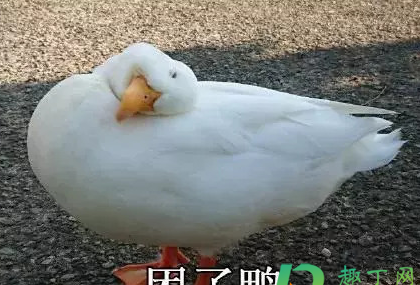 找鸭找app靠谱吗